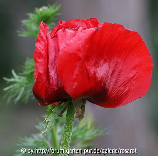 P. schönes Rot