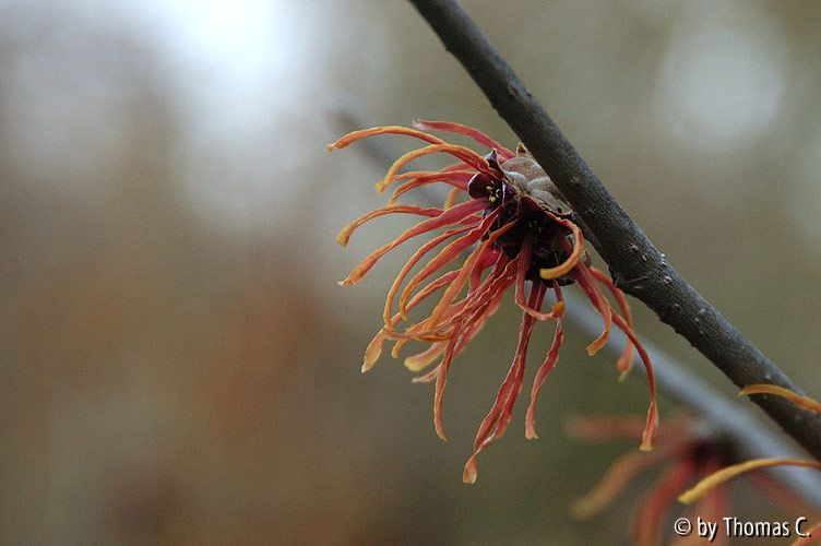Hamamelisblüte