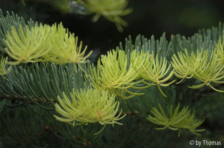 Härle - Abies concolor compacta