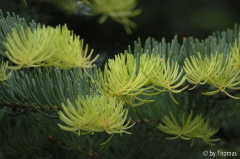 Härle - Abies concolor compacta