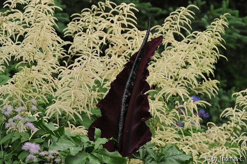 Dracunculus 06