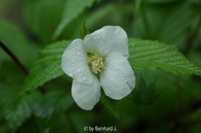 Rhodotypos scandens - Scheinkerrie