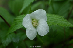 Rhodotypos scandens - Scheinkerrie