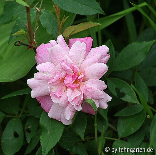 old blush