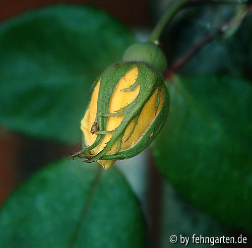 lady hillingdon, cl. knospe
