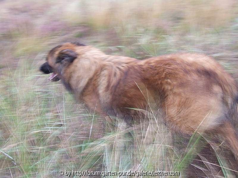 Flink auf der Heide