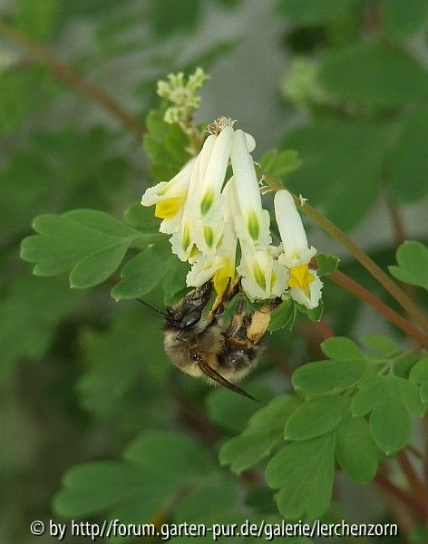 Weißer Lerchensporn (Pseudofumaria alba)