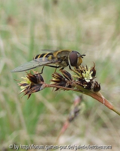 Schwebfliege auf Hasenbrot (Luzula campestris)