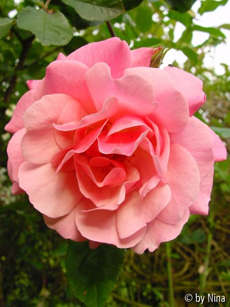 Unbekannte schon dagewesene und öfterblühende Rose
