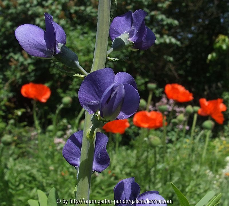 Färberlupine 2