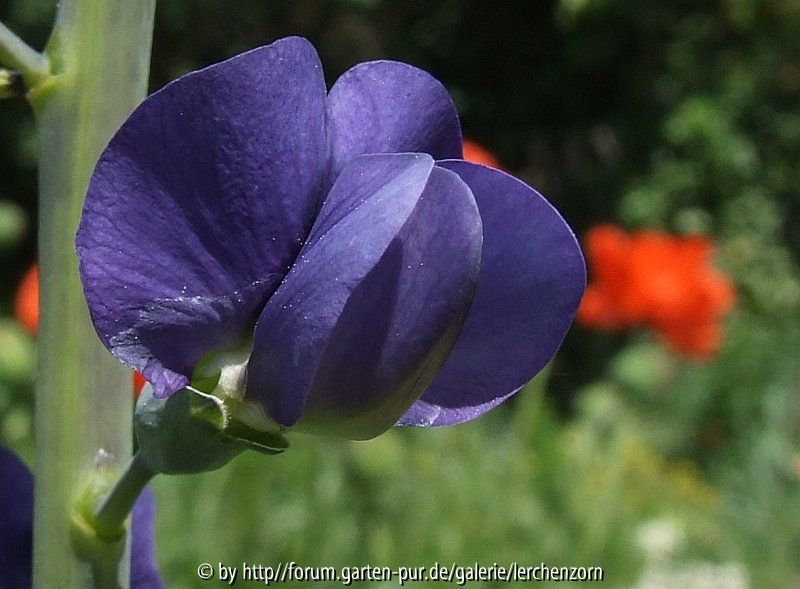 Färberlupine