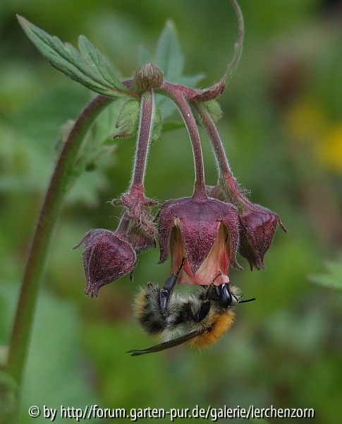 Bachnelkenwurz (Geum rivale)