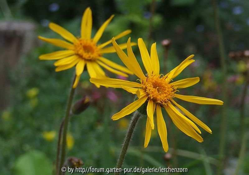 Arnika (Arnica montana)