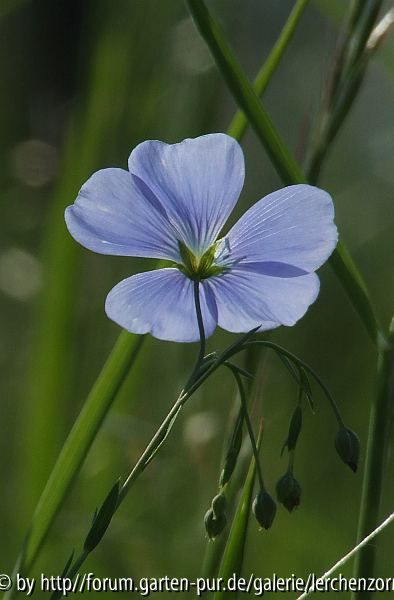 Österreichischer Lein