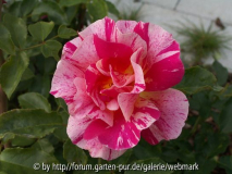 unbekannte Rose - kaufdatum 2004