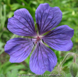 Geranium Sämling 4 von 'Philippe Vapelle
