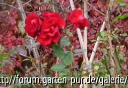 Santana im Herbst