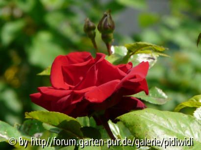 Santana erste Blüte 2008