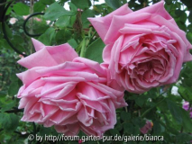 Mme Caroline Testout_11.jpg
