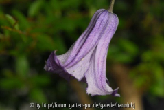 Clematis pitcherii x 'Cylindrica'