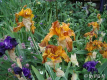 Iris Reste nach Hagel