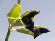 Schwarzer Salbei