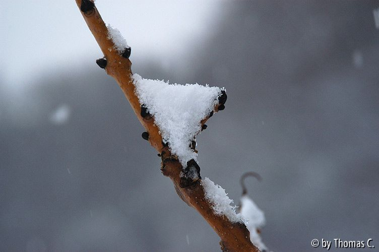 Eschengabel mit Schnee