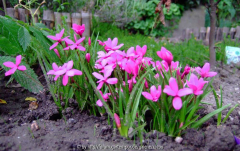 Rhodo