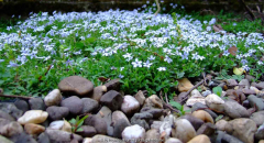 Isotoma