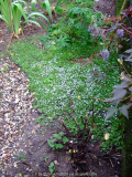 Isotoma Teppich