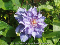 clematis vyvian pennell 3.jpg