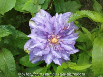 clematis vyvian pennell.jpg