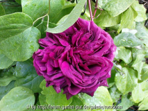 sog dunkle violet boyer 2.jpg