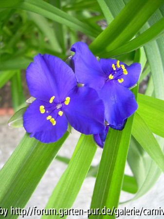 Tradescantia x andersoniana 