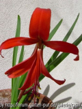 Jakobslilie (Sprekelia formosissima)