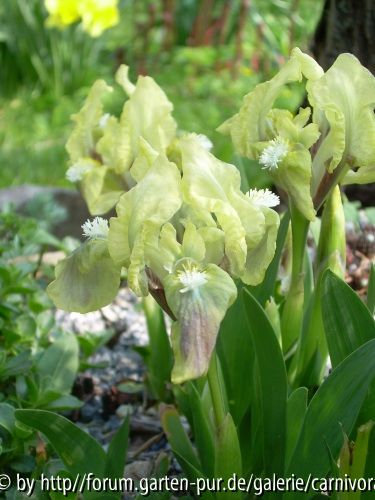 Iris pumila gelbblühend