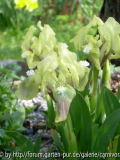 Iris pumila gelbblühend