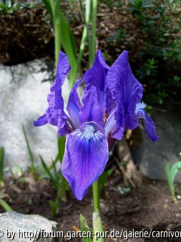 Iris pumila blau blühend