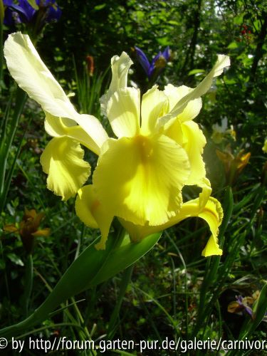 Iris hollandica
