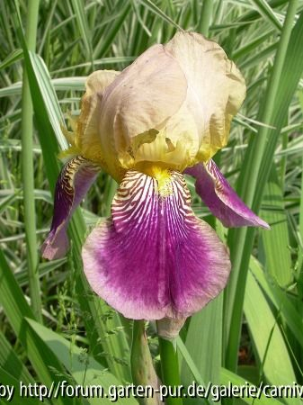 Iris germanica