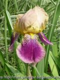 Iris germanica