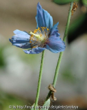 meconopsis 6/08