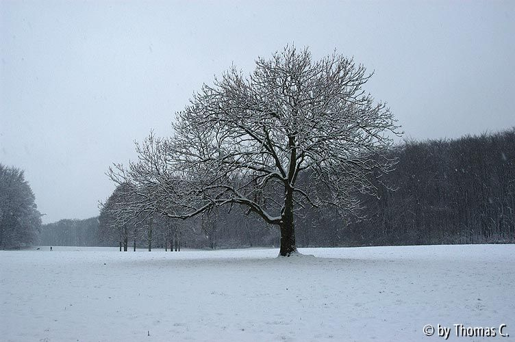 Esche und Jahreszeiten 4 - Winter