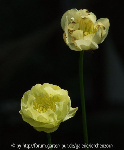 Trollius 