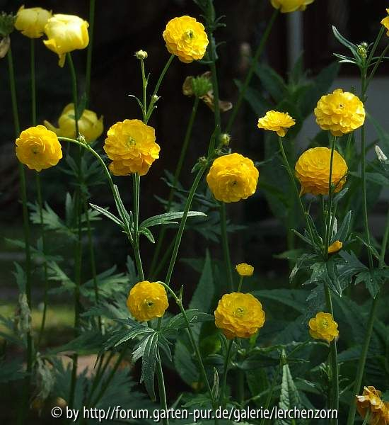 Ranunculus acris 