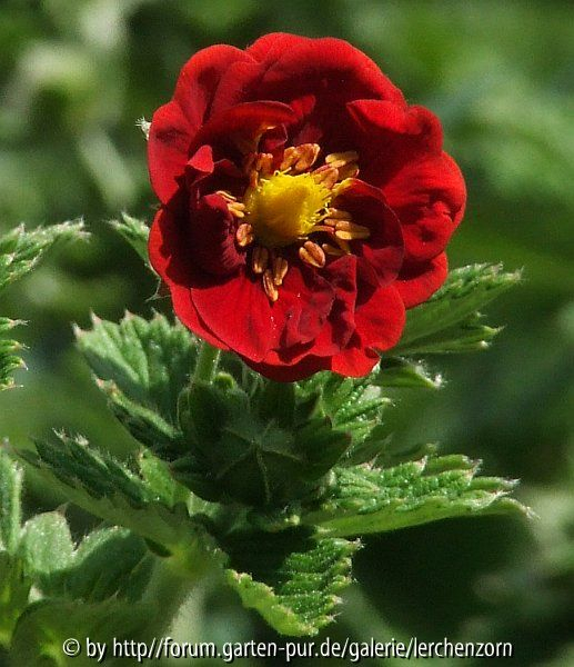Potentilla-Hybride 