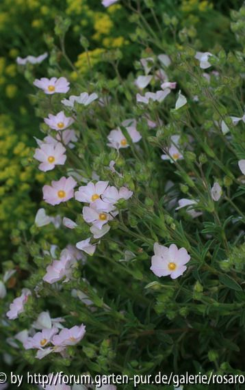 C. skanbergii