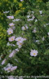C. skanbergii
