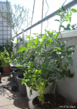 080602_deBerao