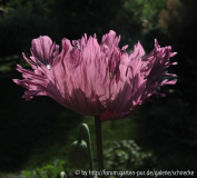 papaver.jpg